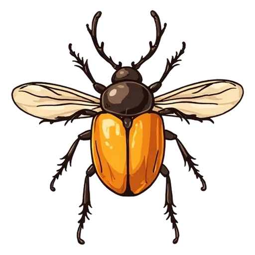 beetle