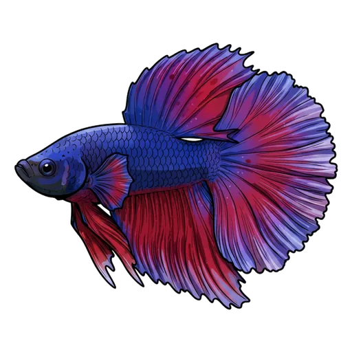 betta fish