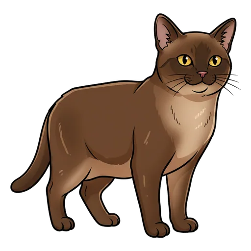 Burmese cat