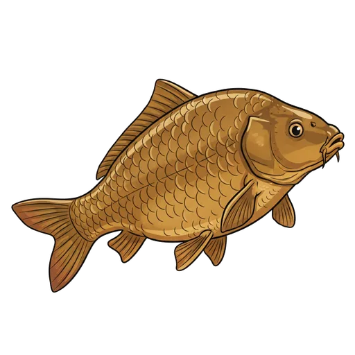 carp