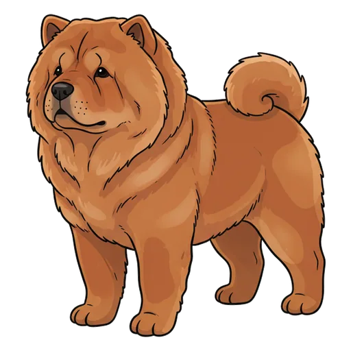 Chow Chow