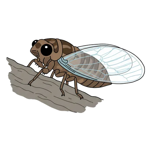 cicada