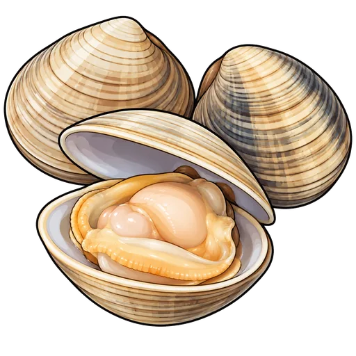 clam