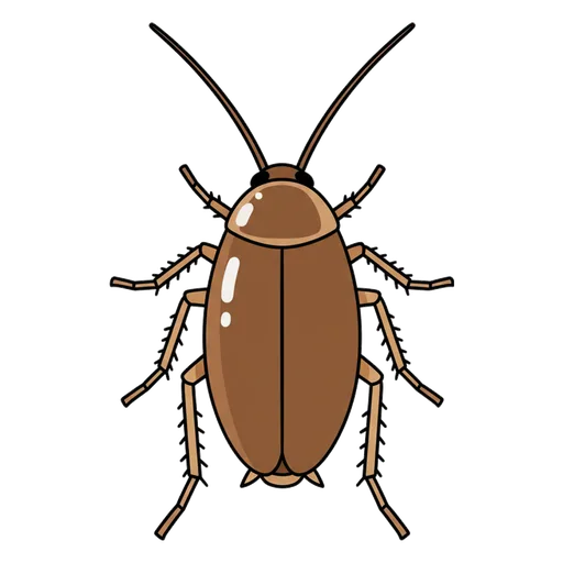 cockroach