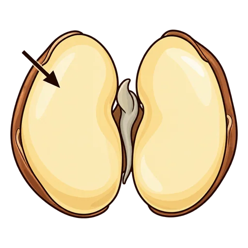 cotyledon