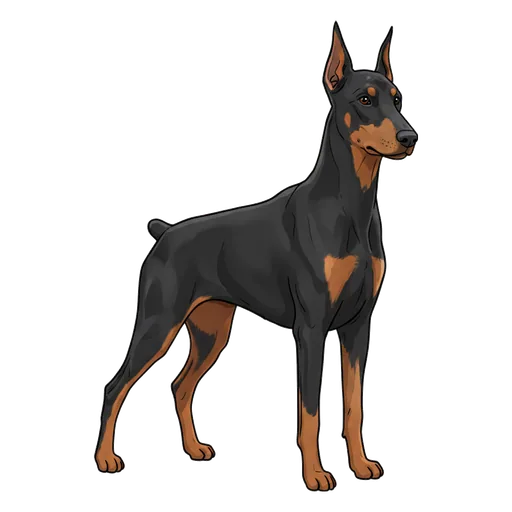 Doberman