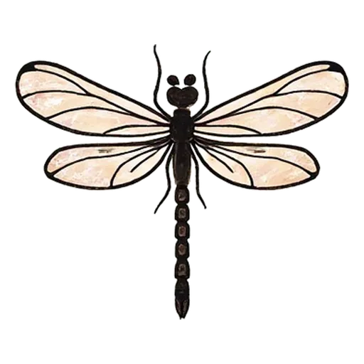 dragonfly