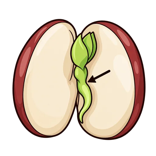 embryo