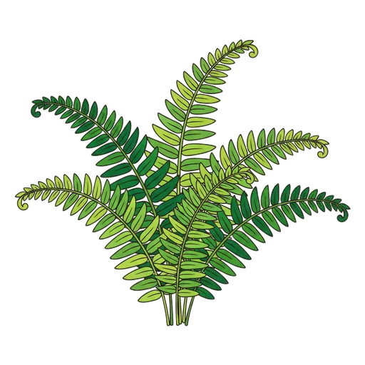 fern