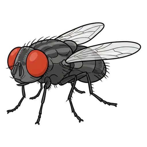 fly