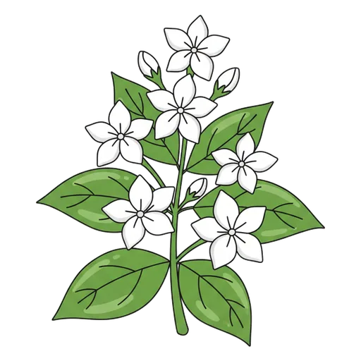 jasmine