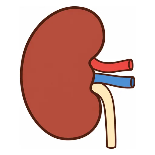 kidney