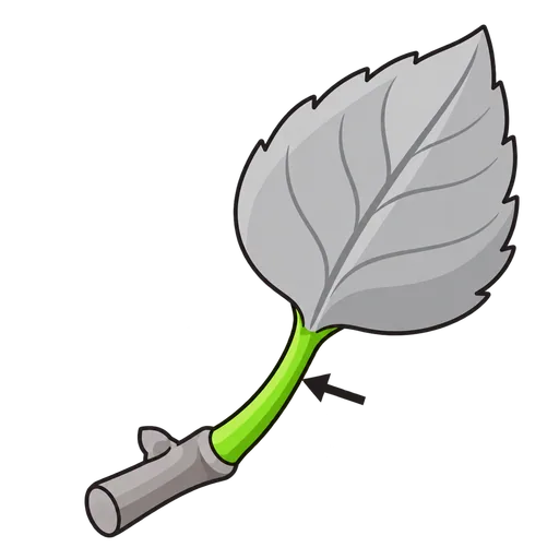 leaf stalk