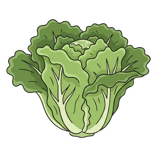 lettuce
