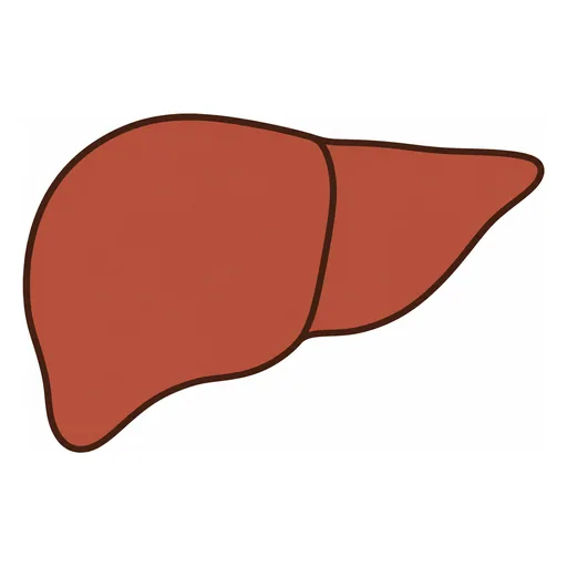liver
