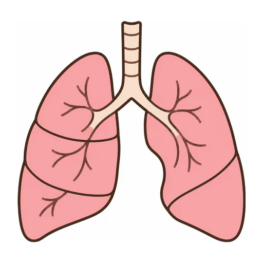 lung