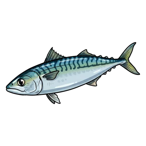 mackerel