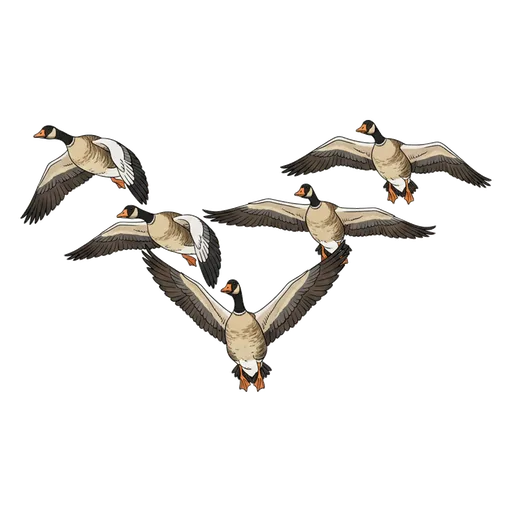 migrate