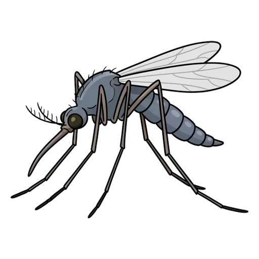 mosquito