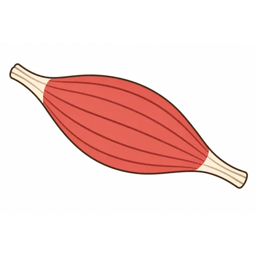 muscle