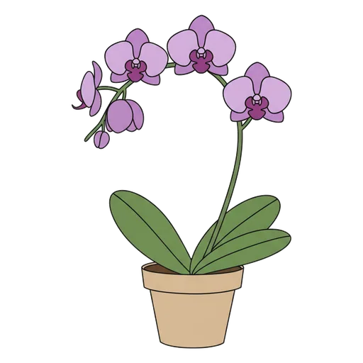orchid