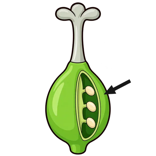 ovary
