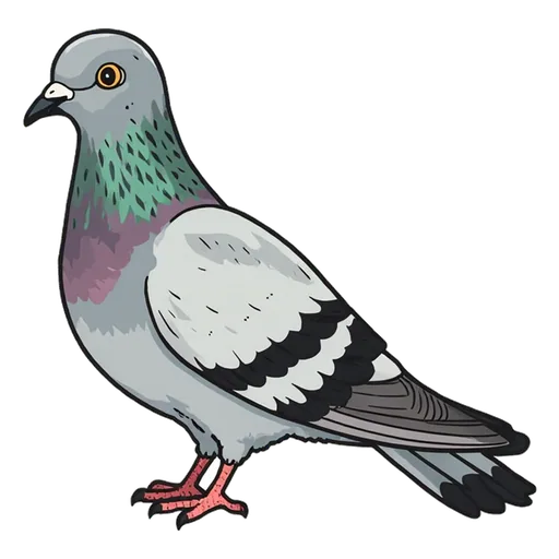pigeon