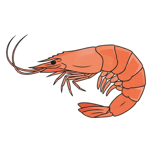 prawn