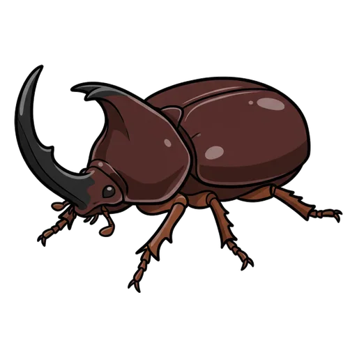 rhinoceros beetle