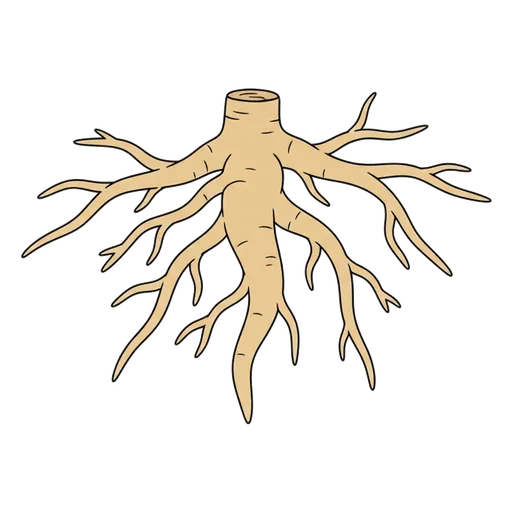root