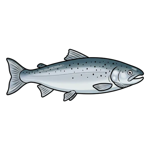 salmon