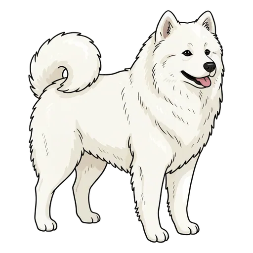 Samoyed