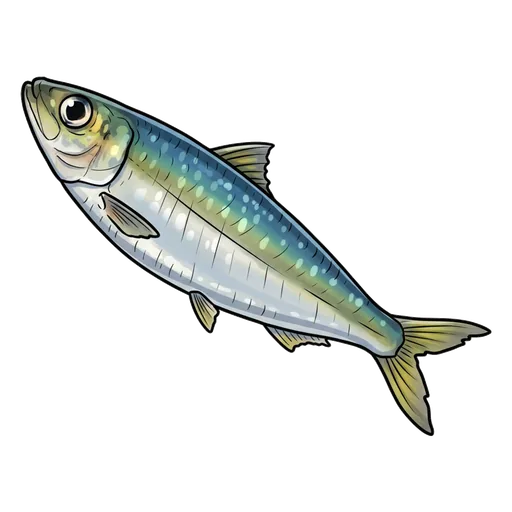 sardine