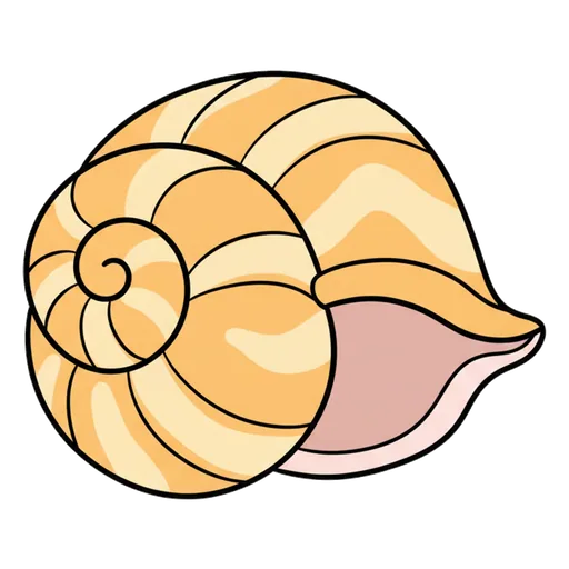 seashell