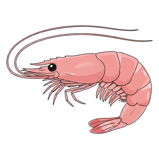 shrimp