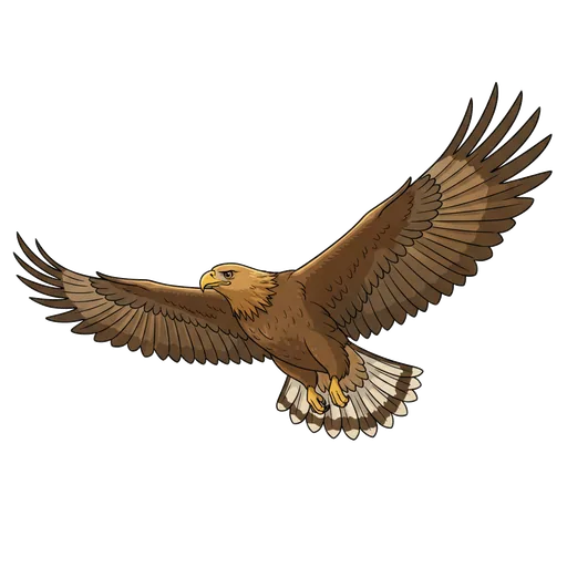 soar