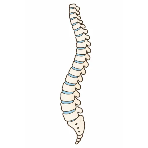spine