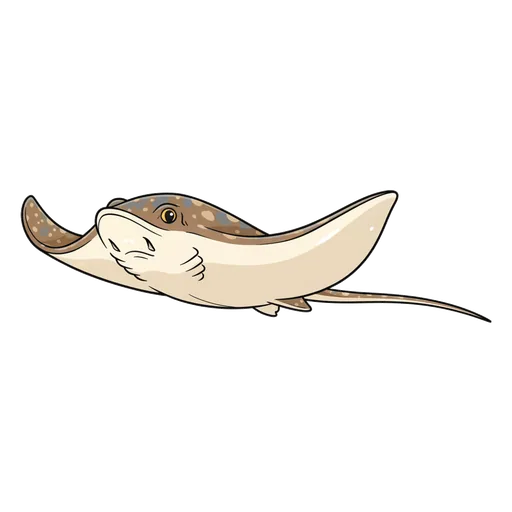 stingray