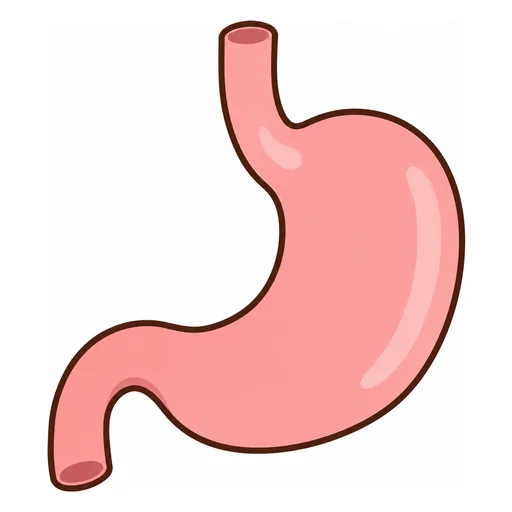 stomach