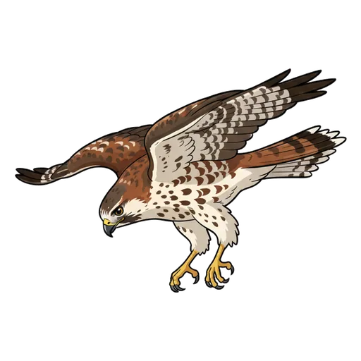 swoop