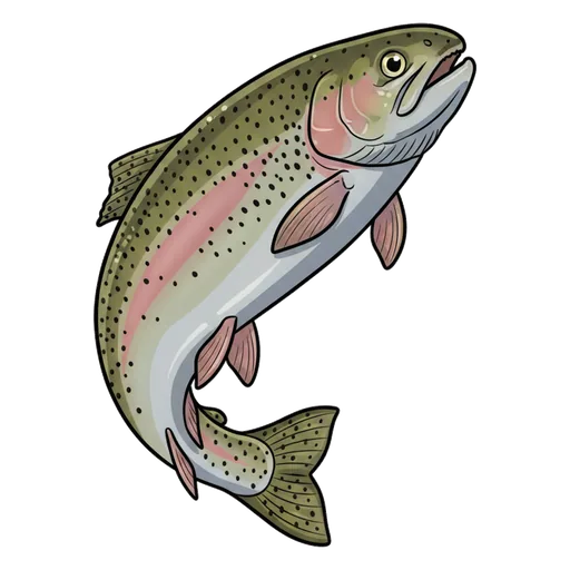 trout