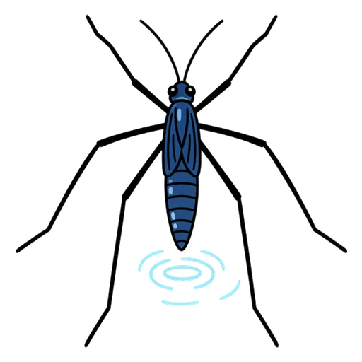 water strider