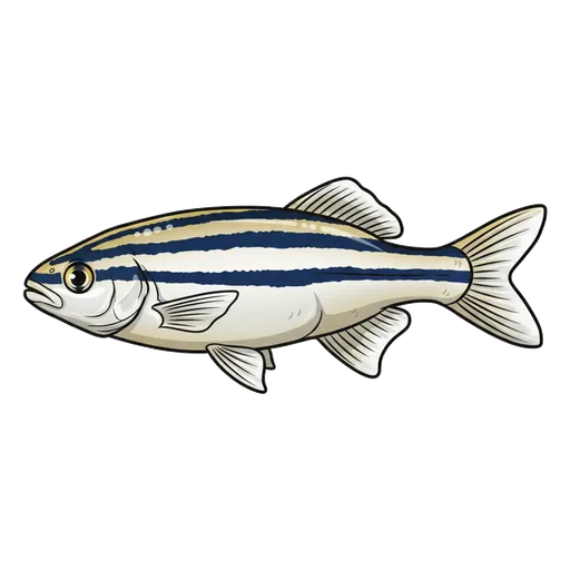 zebrafish